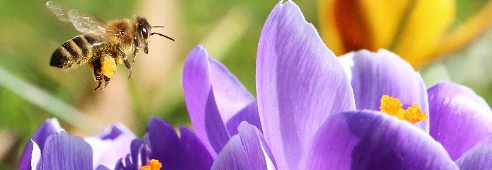 Biene fliegt über lila Krokusse